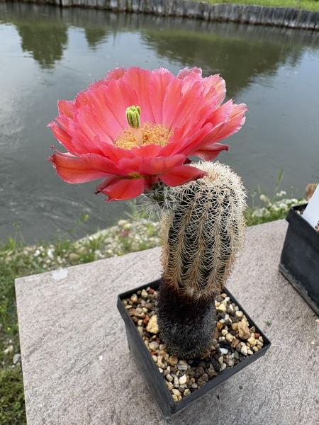 Echinocereus pectinatus rot